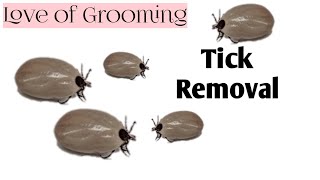 How to Properly Remove A Tick [upl. by Krid]