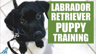 Labrador Retriever Training Tips and Tricks [upl. by Linnie]