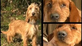 Fawn Brittany Basset Basset Fauve de Bretagne  Pet Dog Documentary English [upl. by Euqinaj]