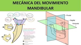 MECÁNICA DEL MOVIMIENTO MANDIBULAR [upl. by Abil815]