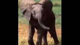 Henry Mancini  Baby Elephant Walk [upl. by Benenson]