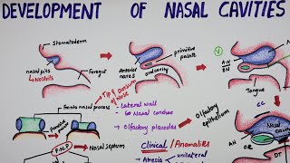 Development Of Nasal Cavities  Embryology [upl. by Bertrando]