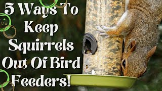 5 Ways To Keep Squirrels Off Bird Feeders [upl. by Eah]