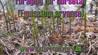 Foraging for Horsetail Equisetum arvense  Return to Nature [upl. by Estevan585]