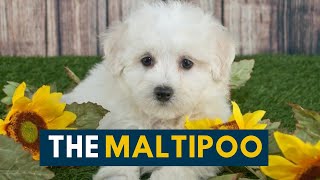 Maltipoo The Ultimate Companion Dog [upl. by Odelet338]