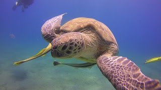 Beautiful Jellyfish eaten by a Sea Turtle [upl. by Hahcim596]