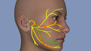 Understanding Facial Palsy [upl. by Reinertson]