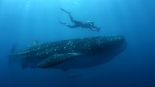 How do you become a marine biologist  BBC Earth Explore [upl. by Irrol]