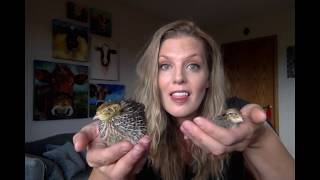 Coturnix v bobwhite quail  which should you get [upl. by Lezirg]