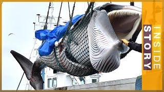 Why is Japan killing whales  Inside Story [upl. by Derag]