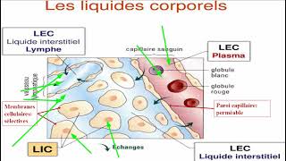 Compartiments liquidiens 1 [upl. by Carmita152]