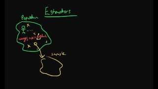 Estimators  the basics [upl. by Demmahom328]