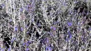 Teucrium fruticans  Bush Germander [upl. by Dre]