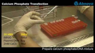 Calcium Phosphate Transfection [upl. by Aitnic]