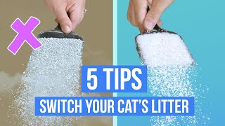 How To Transition Your Cat to New Litter [upl. by Streetman]