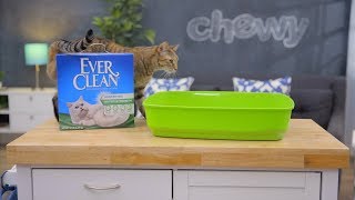 Ever Clean Kitty Litter  Chewy [upl. by Slavic928]