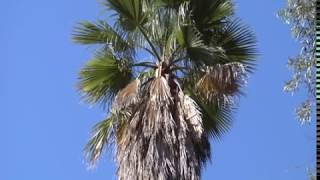 Importance of the Palm Beard  Prune Like a Pro [upl. by Mary]