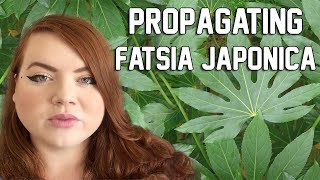 PROPAGATING FATSIA JAPONICA  Water and Sphagnum Moss  Miss Bird [upl. by Don]