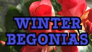 GARDENING GUIDE RIEGER BEGONIA CARE THE ELATIOR WINTER BEGONIA IN THE GARDEN AND GREENHOUSE [upl. by Lefty]