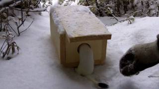 Ermine Trapping  Weasel [upl. by Ellehcal822]