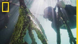 Measuring Mangroves  Explorers in the Field [upl. by Dupaix934]