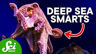 Why The Octopus is So Incredibly Intelligent [upl. by Trumann]