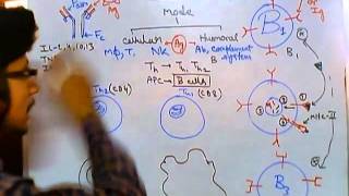 Humoral and cell mediated immunity [upl. by Autumn]