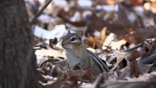 Cute Calling Eastern Chipmunk [upl. by Asin176]