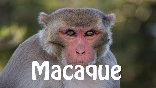 How To Pronounce Macaque [upl. by Rehtnug]