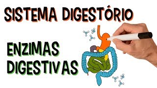 ✅ SISTEMA DIGESTÓRIO E ENZIMAS DIGESTIVAS [upl. by Ylatfen998]