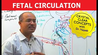 Fetal Circulation  Embryology  Dr Najeeb [upl. by Wildon746]