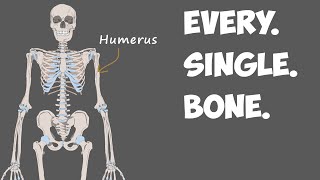 Every Bone in the Human Body [upl. by Trebbor78]