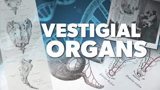 Vestigial Organs  Proof for God [upl. by Esereht]