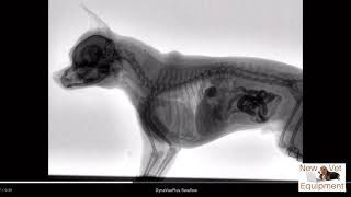 Veterinary Fluoroscopy  Watch the Swallow [upl. by Elvah]