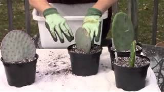 Planting Opuntia Pads [upl. by Anielram]