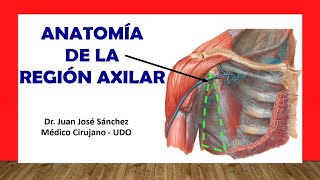 🥇 REGIÓN AXILAR  Fosa Axilar Anatomia Fácil y Sencilla [upl. by Tore]