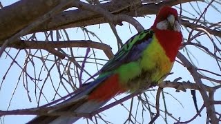 Eastern Rosella Parrot Chatting （⌒▽⌒） [upl. by Fredric]