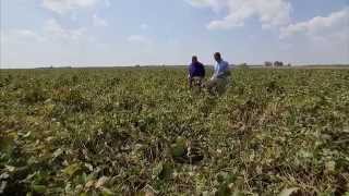 Harvesting Soybeans  Americas Heartland [upl. by Ladnyc]