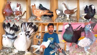 Fancy Kabootar Special  Fancy Pigeon Loft  Indian Fantail  Nagpur Fancy Kabootar [upl. by Klingel]