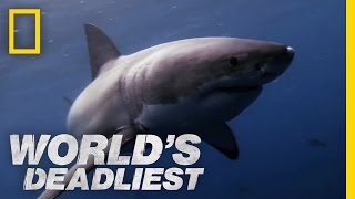 Great White Shark vs Seal  Worlds Deadliest [upl. by Anikat]