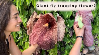 Plant Talk  Aristolochia gigantea Brasiliensis Pelican Flower  Sara Bendrick [upl. by Valentine433]