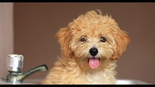 Maltipoo  Comprehensive Dog Review with Compilation [upl. by Ociram]