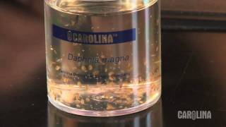 How to Care for Daphnia [upl. by Ahsinelg]