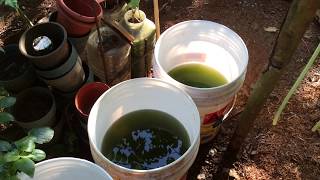 How to grow Green Water Algae [upl. by Aldus427]