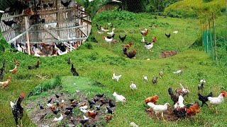 FREE RANGE NATIVE CHICKEN  NATIVE CHICKEN HOUSING DESIGN  NATIVE CHICKEN FARMING [upl. by Perr]