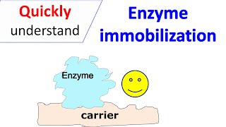 Enzyme immobilization [upl. by Stock]