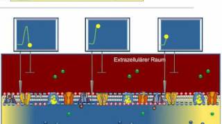 Aktionspotential Weiterleitung [upl. by Sall867]