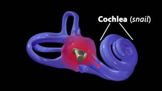 Hearing Ear Anatomy amp Auditory Transduction [upl. by Heurlin]