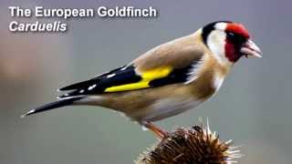 Goldfinch Birdsong  European Goldfinch Birdsong [upl. by Refinney92]