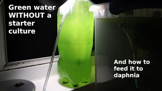 Green Water WITHOUT a Starter Culture  From Scratch  How To [upl. by Spatz615]